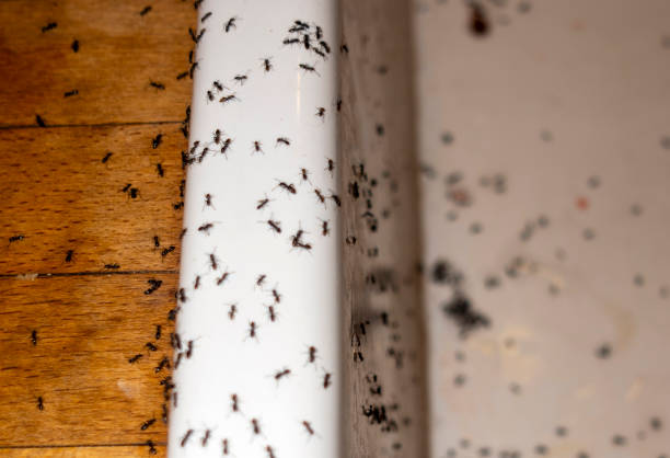 Best Wildlife Control Services  in Manitou Beach Devils Lake, MI